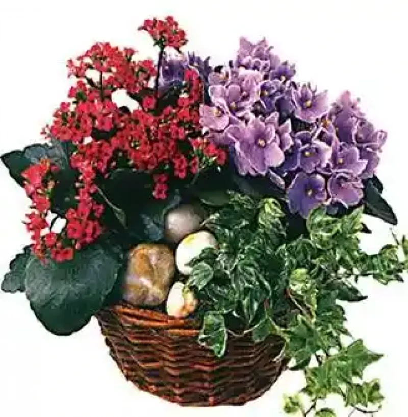 Mor Menekşe & Kırmızı Kalanşo Doğal Sepet